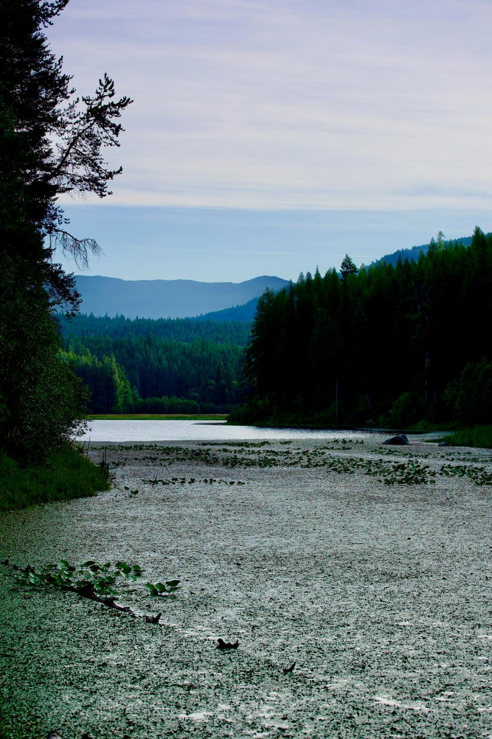 Salmon river ecosystem