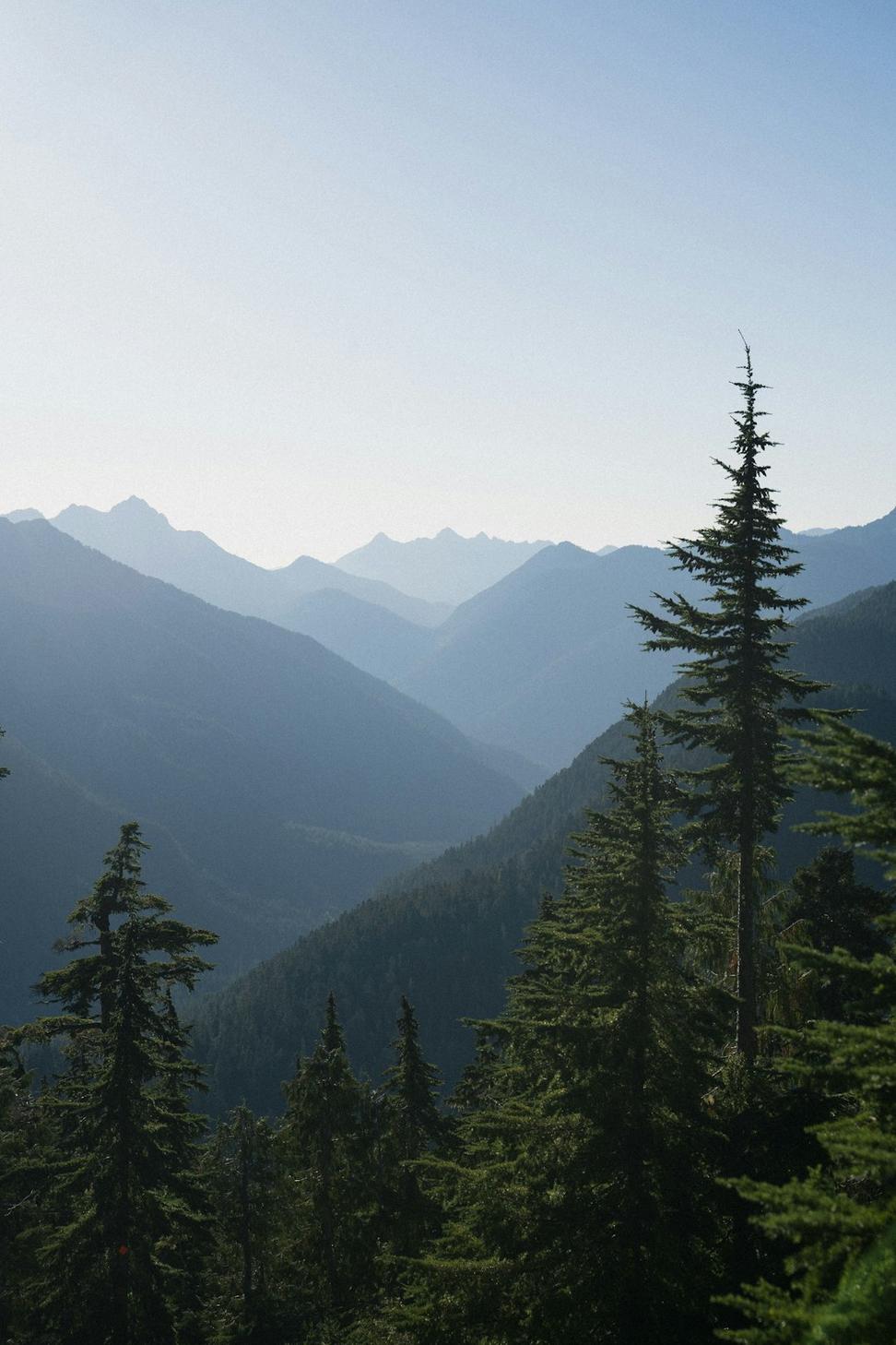 British Columbia Forest Landscape